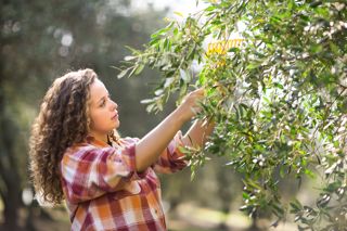 Carapelli: where olive oil meets Tuscan artistry