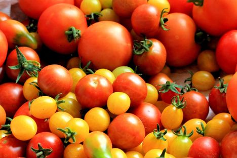 Somms on toms: pairing wine with tomatoes