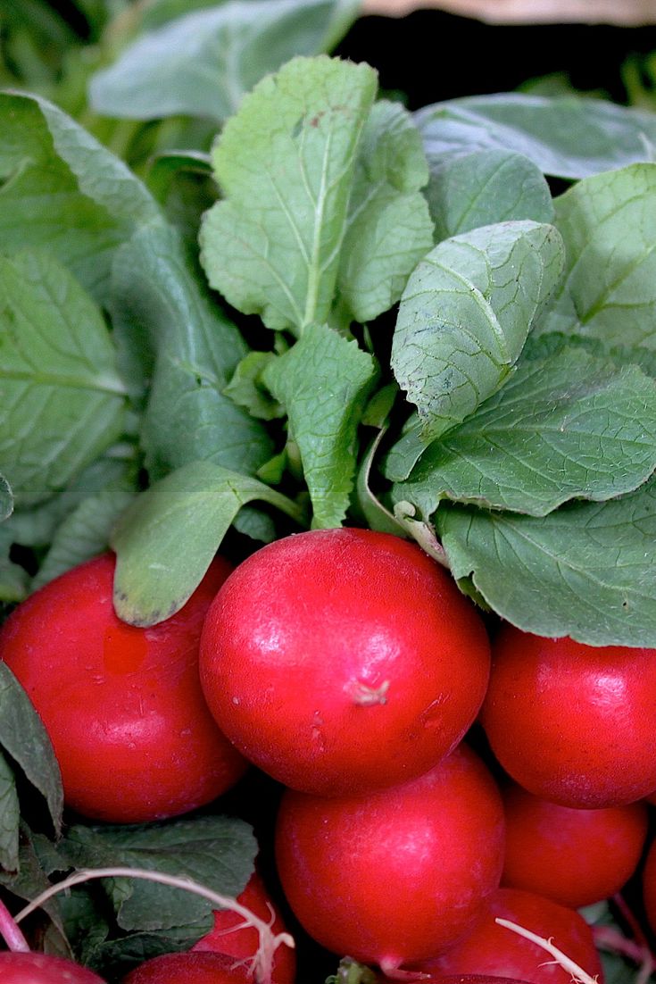 Five Ways with a Radish Great British Chefs