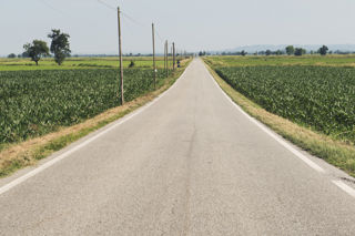 Cream of the crop: the risotto rice fields of Vercelli