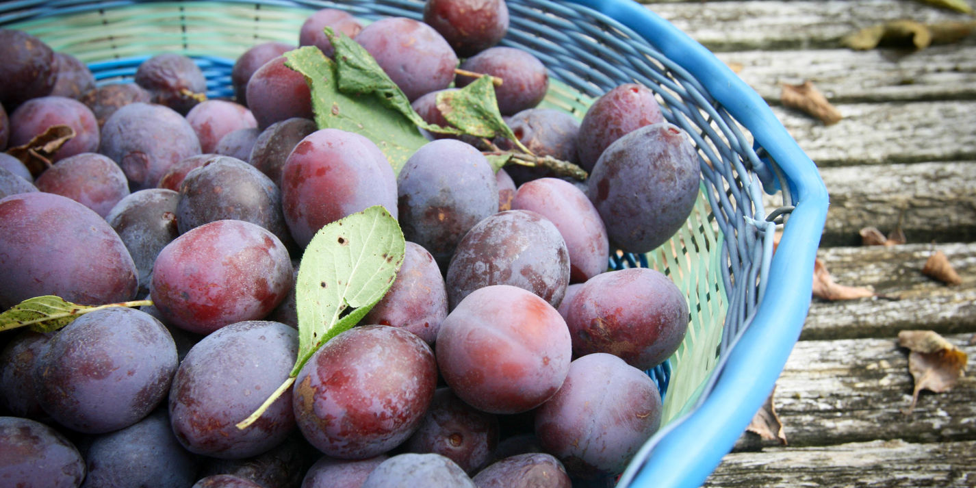 How to Cook Plums Sous Vide Video Great British Chefs