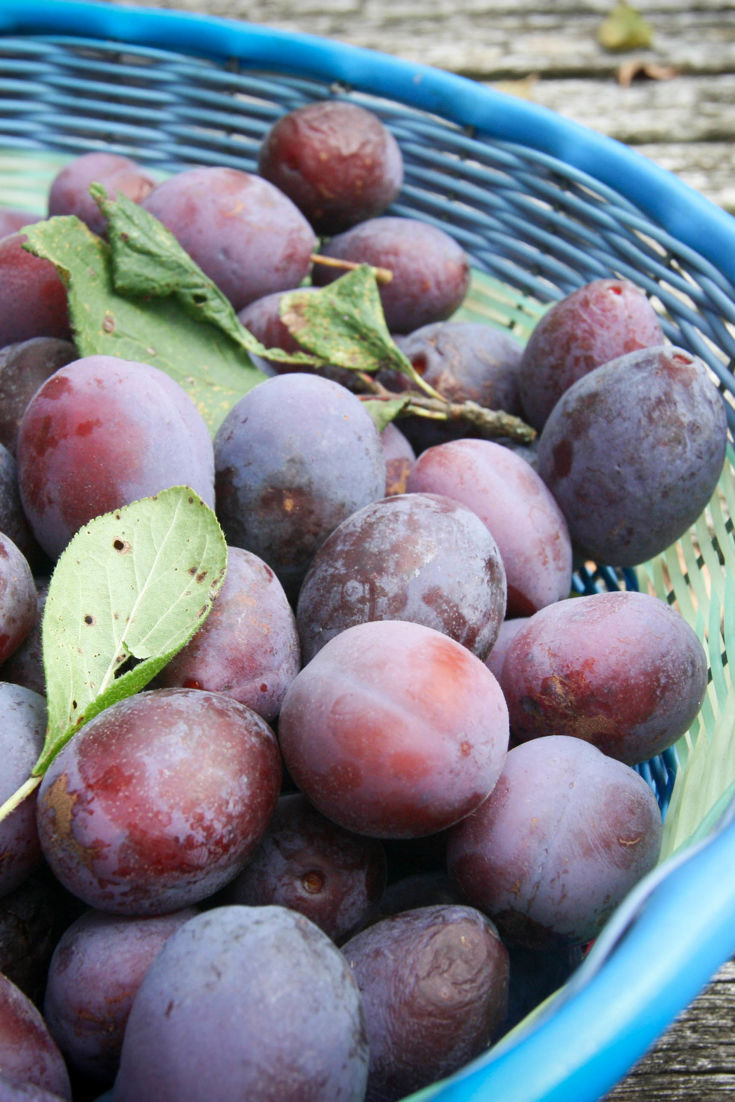 How to Cook Plums Sous Vide Video Great British Chefs