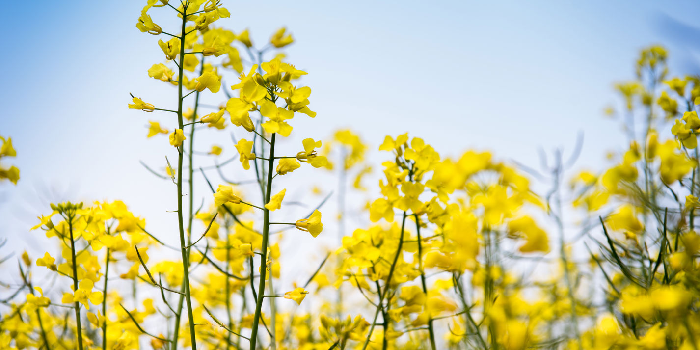 Rapeseed Oil: In Pictures - Great British Chefs