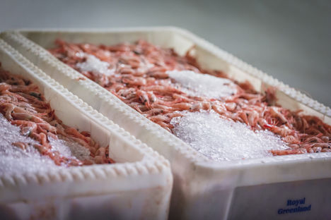 Greenland: home of the coldwater prawn