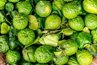 Bergamot: the sweet scent of Calabria