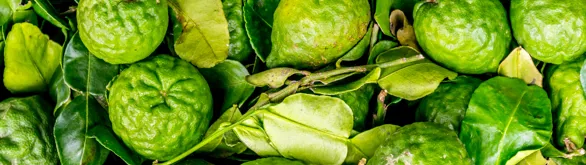 Bergamot: the sweet scent of Calabria