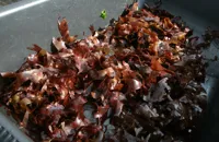 Dulse seaweed
