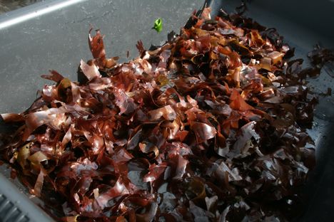 Dulse seaweed