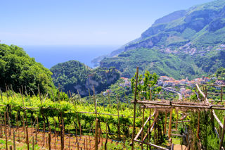 The wines of Campania
