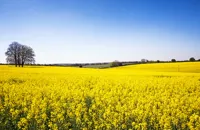 Rapeseed oil: why make the switch?
