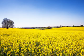 Rapeseed oil: why make the switch?