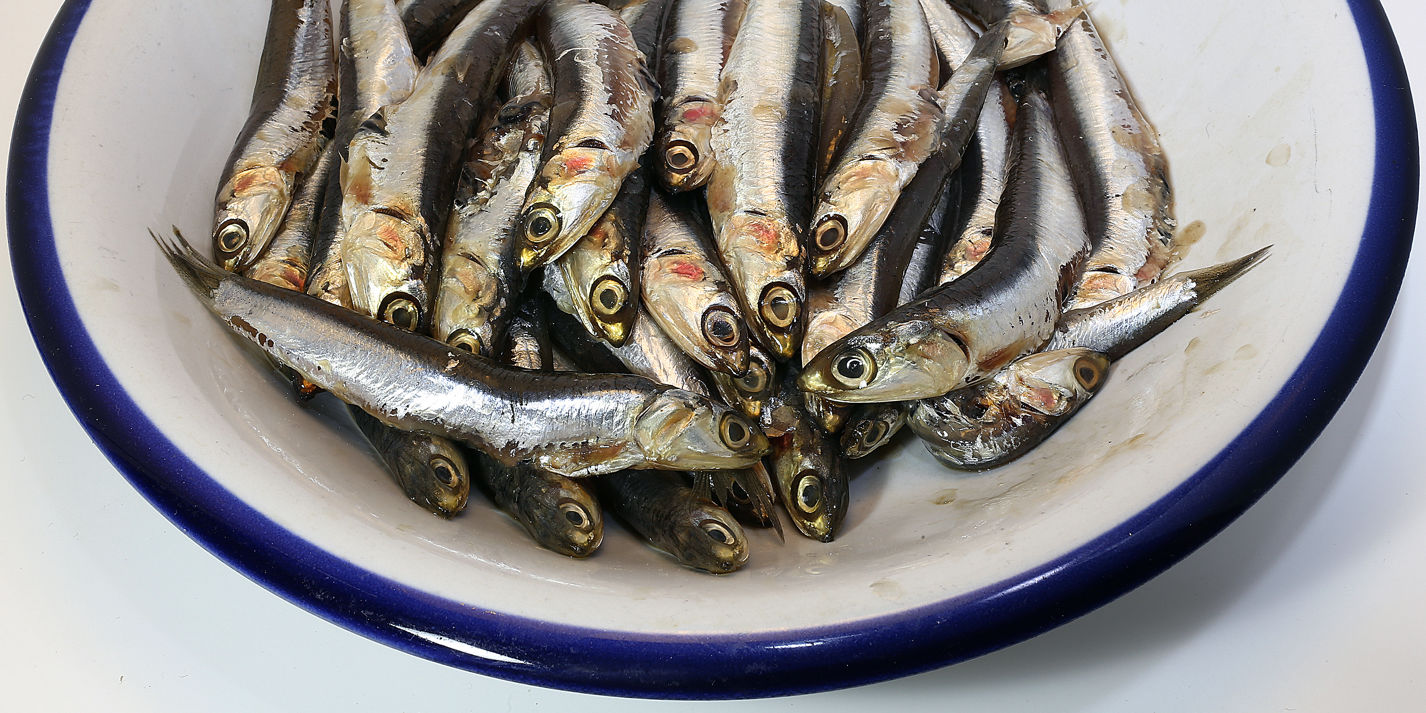 Fishing anchovies
