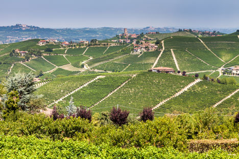 The wines of Piedmont