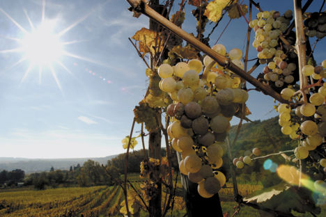 Alsace wine: a beginner's guide