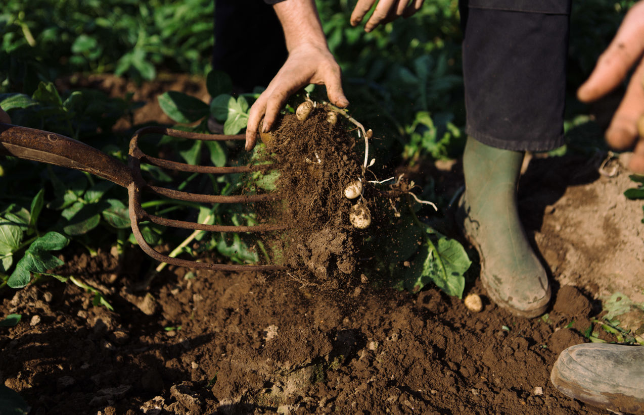 The Jersey Royals Harvest Great British Chefs