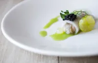 Oysters with cucumber, buttermilk and daikon