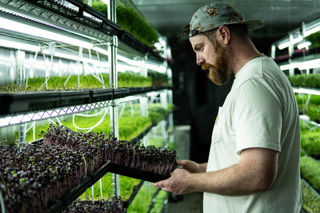 Small but mighty: the UK’s micro herb farms