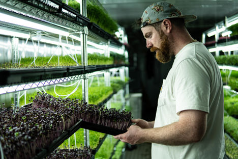Small but mighty: the UK’s micro herb farms