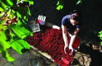 Picota cherries: the red diamonds of Spain