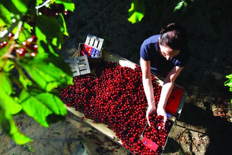 Picota cherries: the red diamonds of Spain