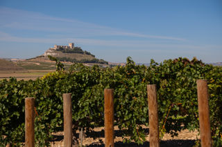 Ribera del Duero: kingdom of Tempranillo