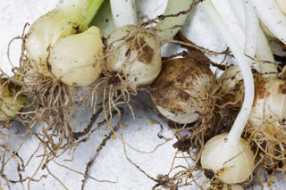 A growing appetite for organic