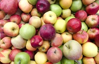 The forbidden fruit: are we eating and cooking the wrong apples?