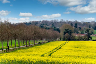 Rapeseed oil: a Michelin-starred ingredient