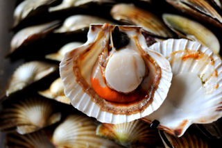 Scallop recipes