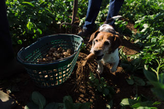 In pictures: the Jersey Royals harvest