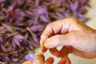 Santucci’s legacy: the saffron plains of Abruzzo