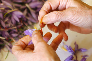 Santucci’s legacy: the saffron plains of Abruzzo