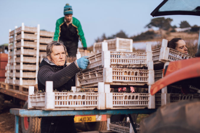 When do jersey royals come cheap into season