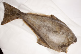 Halibut