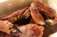 Fort on food: shellfish