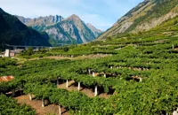 The wines of Valle d'Aosta 