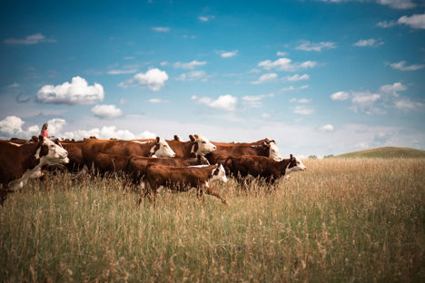 A primer on Prime: a guide to the USDA beef grading system