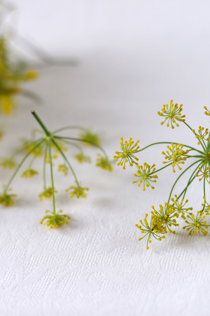 Fennel Pollen Recipes Great British Chefs