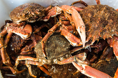 Crab recipes