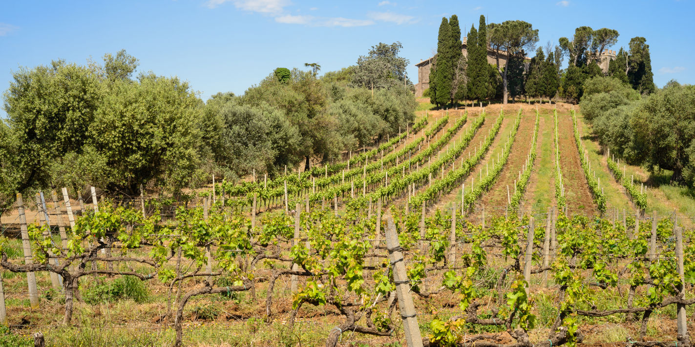 The wines of Lazio