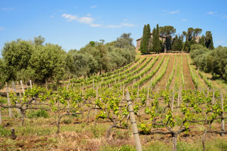 The wines of Lazio