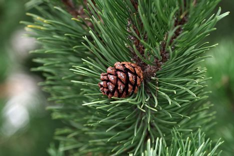 Pine Leaves - Tree Guide UK - Tree ID by pine needles