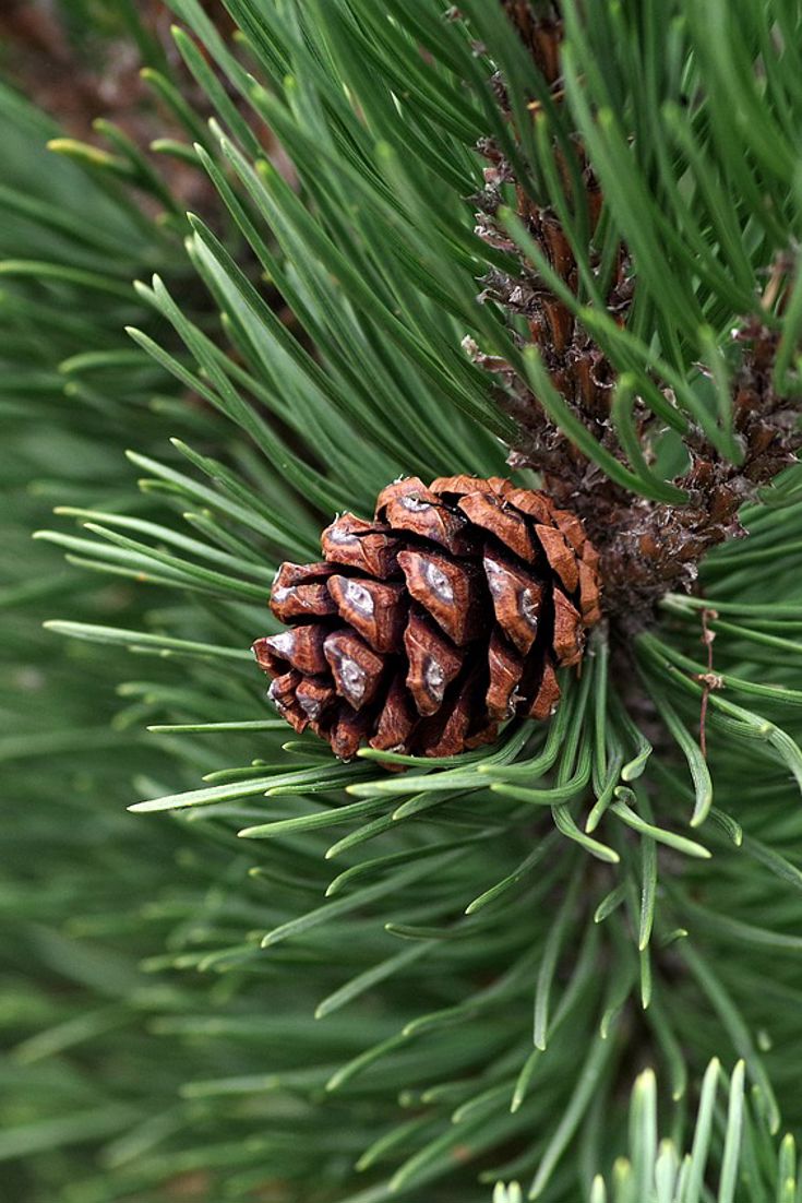 Pine Needles: How To Cook With Chefs' Favourite Foraged Ingredient ...