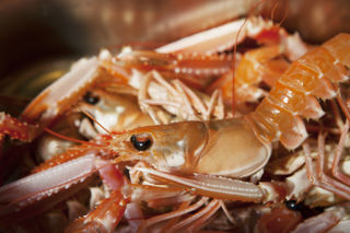 How to cook langoustine