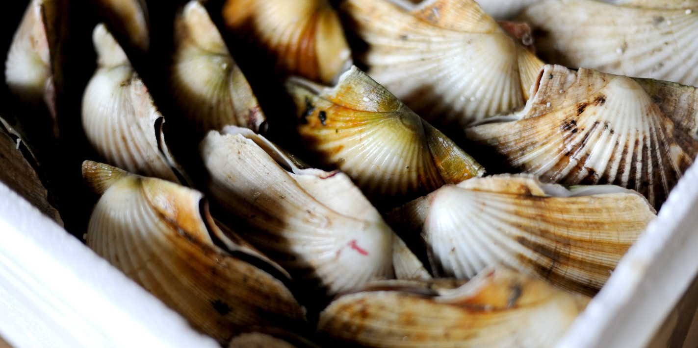 How to Cook Scallops Sous Vide Great British Chefs