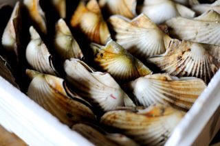 How to cook scallops sous vide