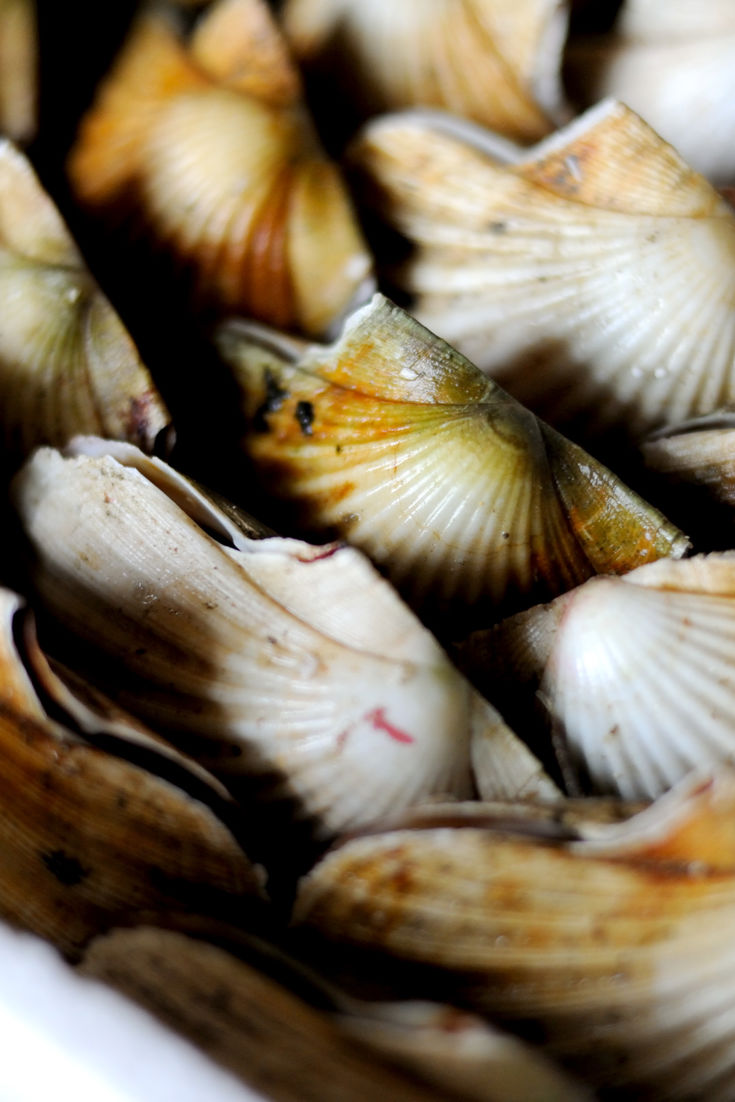 How to Cook Scallops Sous Vide Great British Chefs