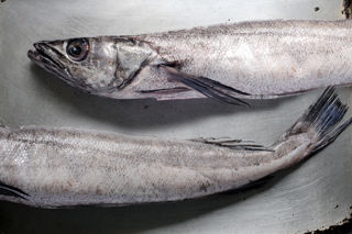 How to roast a whole hake 