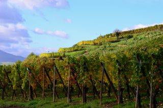 Alsace Gewurztraminer