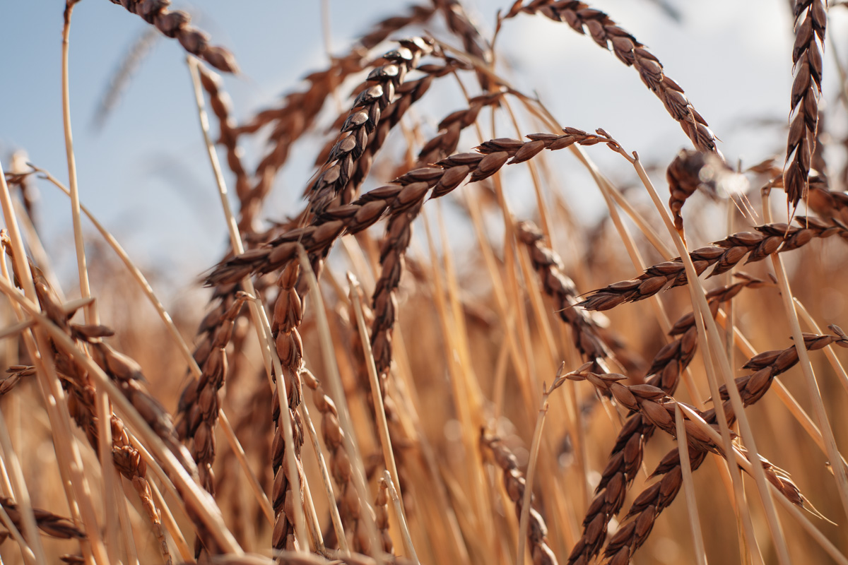 A Guide to Ancient Grains - Great British Chefs